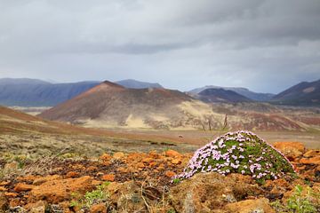 Vulkanisch landschap Berserkjahraun, Snæfellsnes IJsland van Frank Fichtmüller