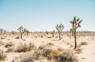 Joshua Tree National Park van Patrycja Polechonska thumbnail
