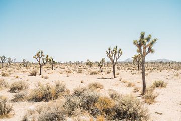 Joshua Tree National Park van Patrycja Polechonska