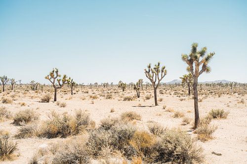 Joshua Tree National Park