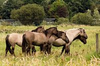 Konick paarden