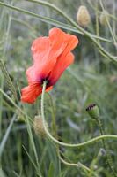 Mohnblume