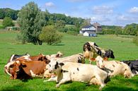 Koeien liggen in de zon in een weiland in Limburg van Sjoerd van der Wal Fotografie thumbnail