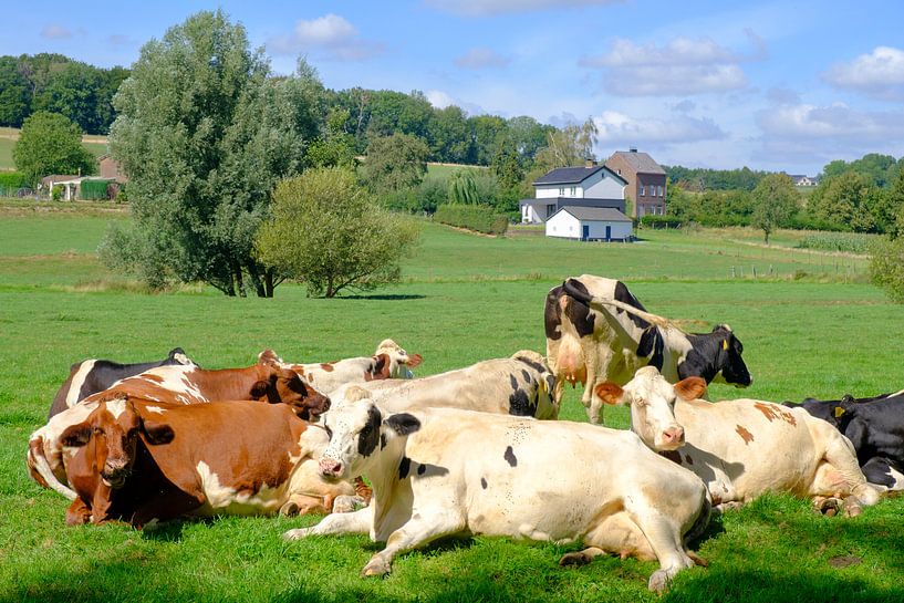 Koeien liggen in de zon in een weiland in Limburg van Sjoerd van der Wal Fotografie