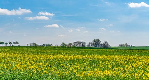 Champ de colza en fleurs