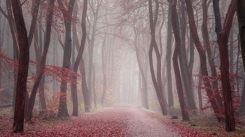 De laatste bladeren...