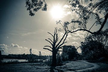 Mysteriöser Baum von Brigitte Piqué