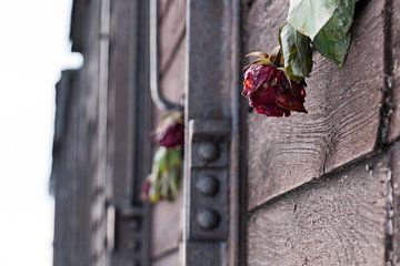 Roses à Auschwitz sur Ricardo van den Brink