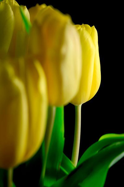 Tulip by Thomas Jäger