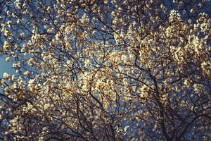 Bloesem Foto op Canvas – Roze Kersenbloesem Lente Wanddecoratie 03