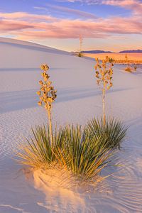 White Sands National Monument, New Mexico, USA