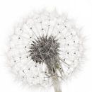 A fluffy ball of a dandelion in a white square by Marjolijn van den Berg thumbnail