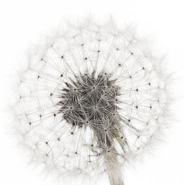 A fluffy ball of a dandelion in a white square by Marjolijn van den Berg