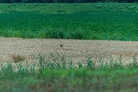 Ree - hert - Cervus capreolus van Rob Smit