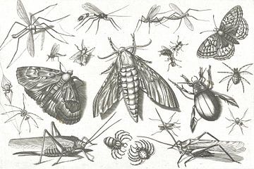Insecten van Jacob Hoefnagel, after Joris Hoefnagel, 1630