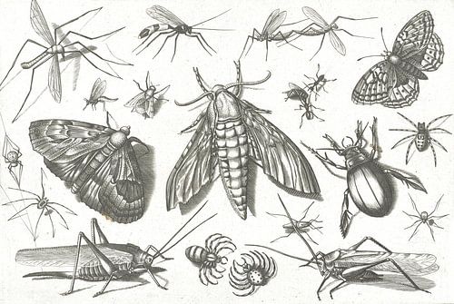 Insectes par Jacob Hoefnagel, d'après Joris Hoefnagel, 1630
