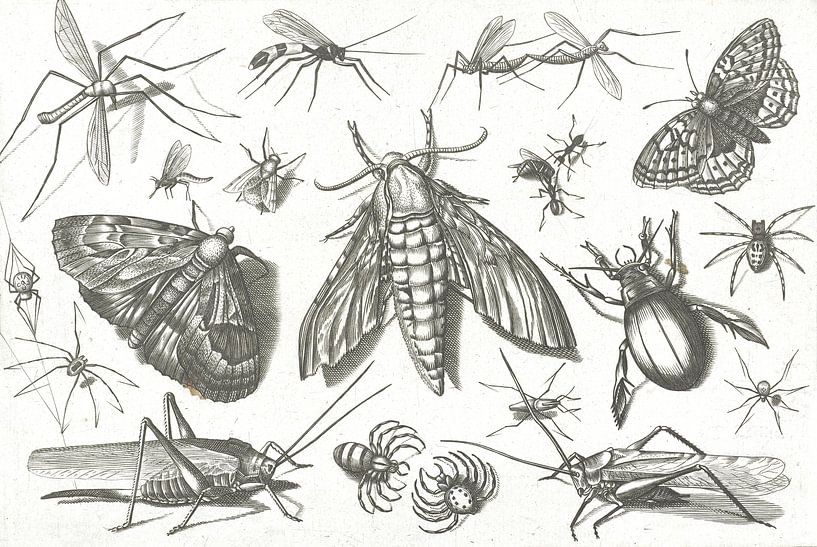 Insekten von Jacob Hoefnagel, nach Joris Hoefnagel, 1630 von Gave Meesters