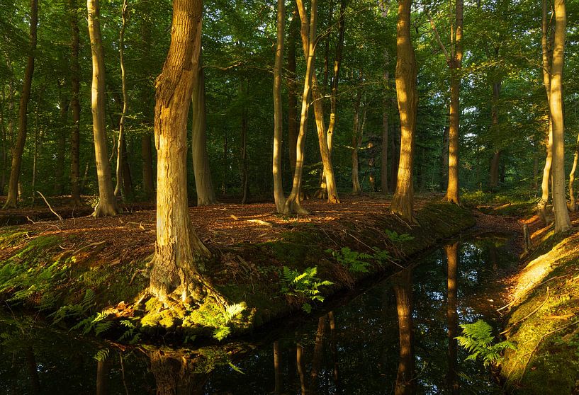 Sunrise in the forest (Netherlands) by Marcel Kerdijk