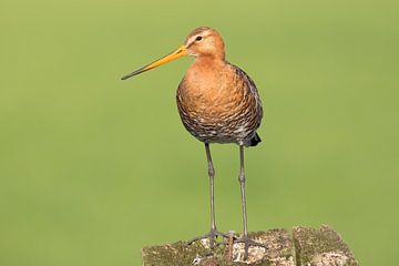 Black-tailed godwit on a pole in a meadow.
