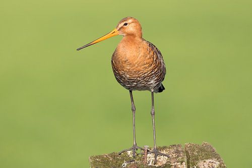Black-tailed godwit on a pole in a meadow.