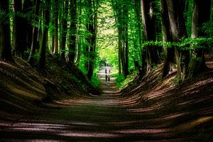Hallerbos Belgien April 2025