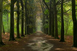 Schöne Farben im Wald nach einer Nacht mit Regen