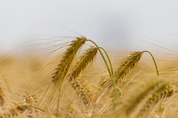 Graan in het zonlicht van ton vogels