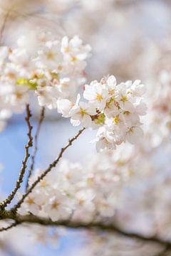 Blütezeit im Frühling! von Lydia