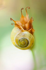 Snail flower -  Slakken bloem van Andrea Gulickx