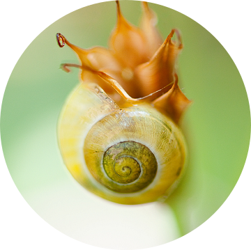 Snail flower -  Slakken bloem van Andrea Gulickx