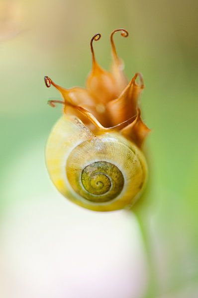 Fleur d'escargot par Andrea Gulickx