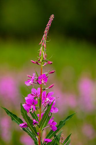 Willowherb on the Alaska Highway