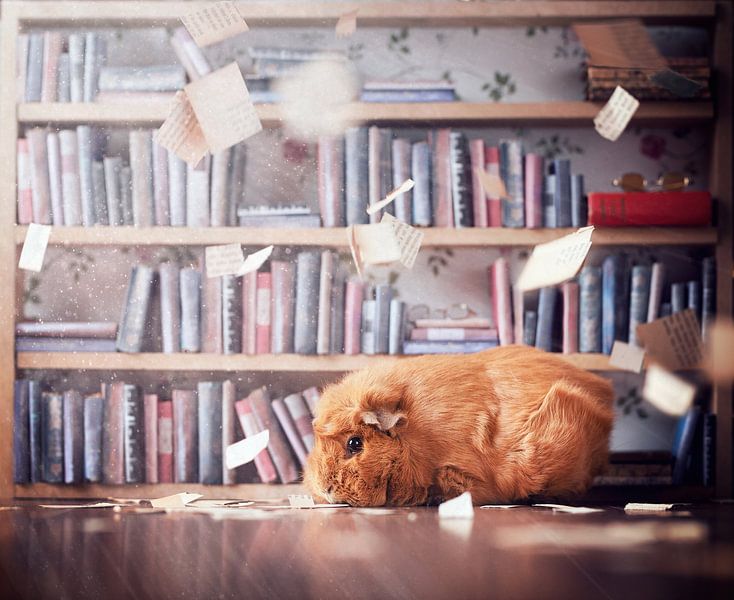 Bücherregal für Meerschweinchen von Marloes van Antwerpen