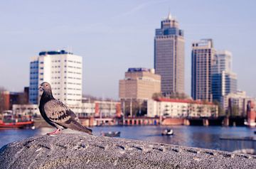 Zomer: Duifje op de Amstel  van hassan dibani