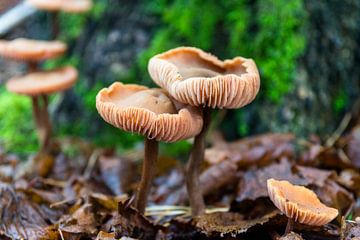 Paddestoelen in het bos van Linda Schouw