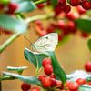 Papillon de la piéride du chou dans un houx aux baies rouges sur ManfredFotos