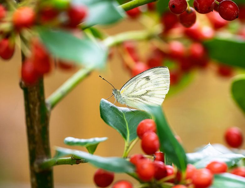 Cabbage white butterfly butterfly in a holly tree with red berries by ManfredFotos