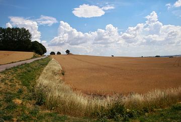 Champ de céréales en Suède sur Marco Morren