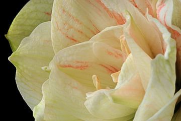 The beaty of a blooming Amaryllus. by Gert van Santen