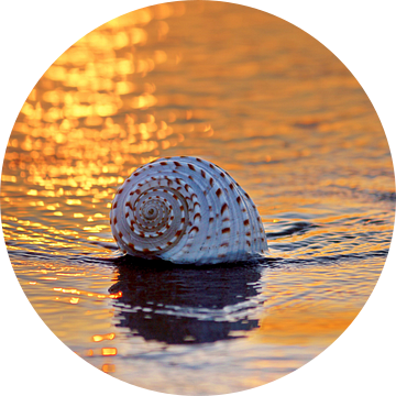 schelp op het strand in de avondzon weerkaatsend licht op het water van BeeldigBeeld Food & Lifestyle