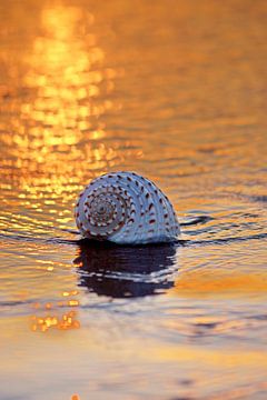 coquillage sur la plage dans le soleil du soir reflétant la lumière sur l'eau sur BeeldigBeeld Food & Lifestyle