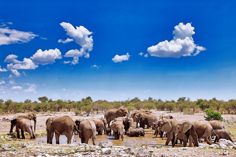 Elefantenparadies, Namibia wildlife van W. Woyke