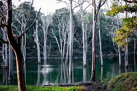 Silberne Traumbäume im Mudumalai-Nationalpark
