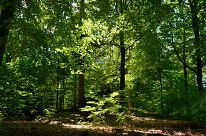 L'été dans la forêt