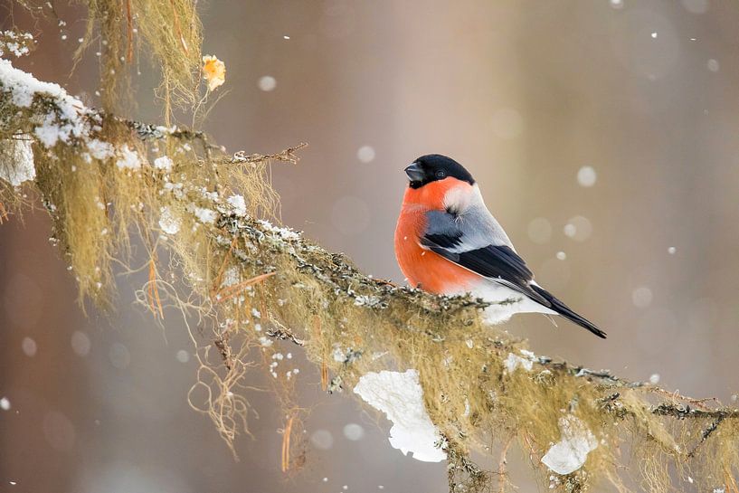 Bullfinch, Northern Bullfinch by Gert Hilbink