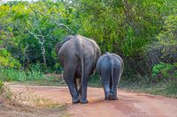 Elefanten im Yala-Nationalpark, Sri Lanka