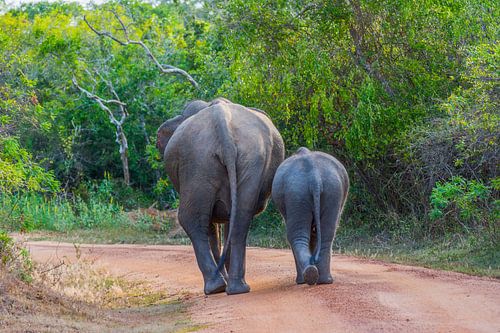 Éléphants dans le parc national de Yala, Sri Lanka
