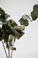 eucalyptus