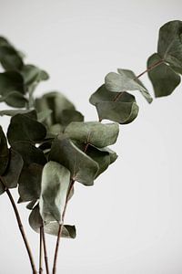 eucalyptus by Melanie Schat