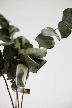 eucalyptus